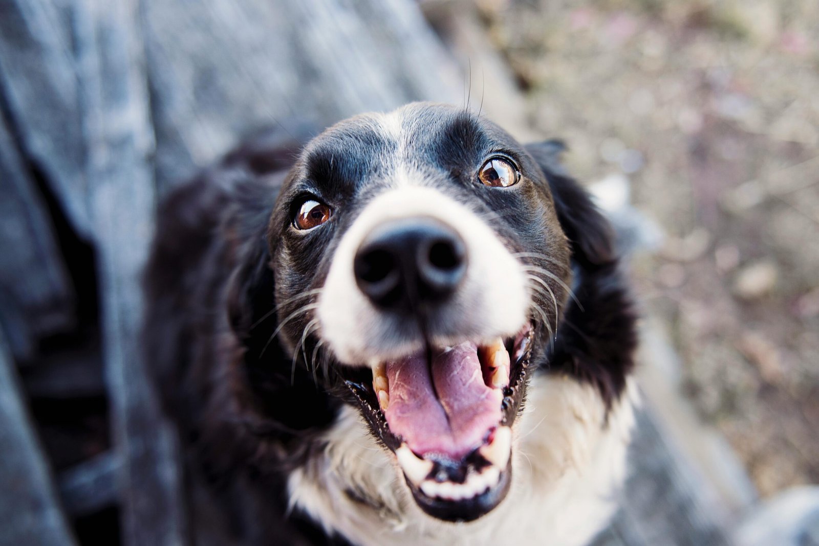 entzündete Augen beim Hund