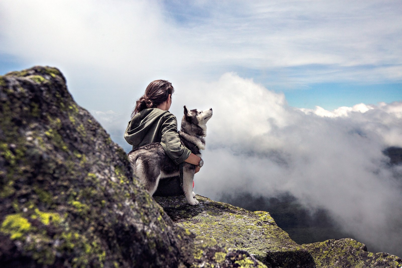 Geschichte des Hundes