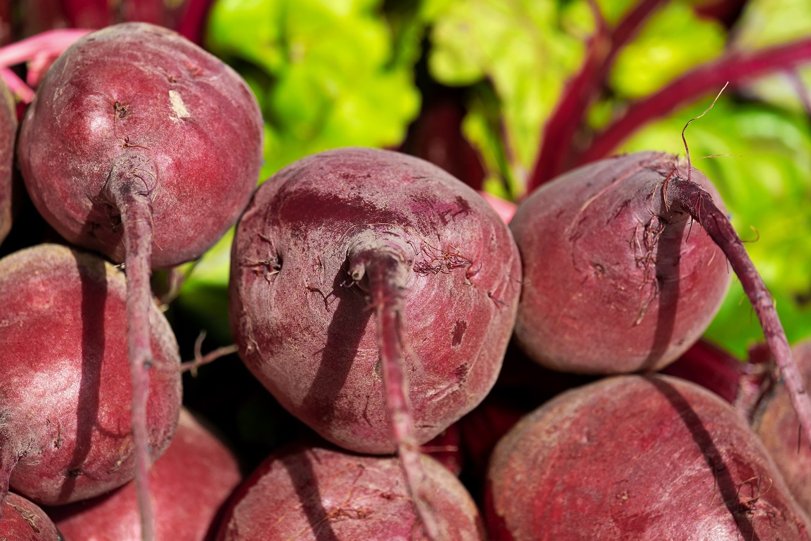 Dürfen Hunde rote Beete essen?