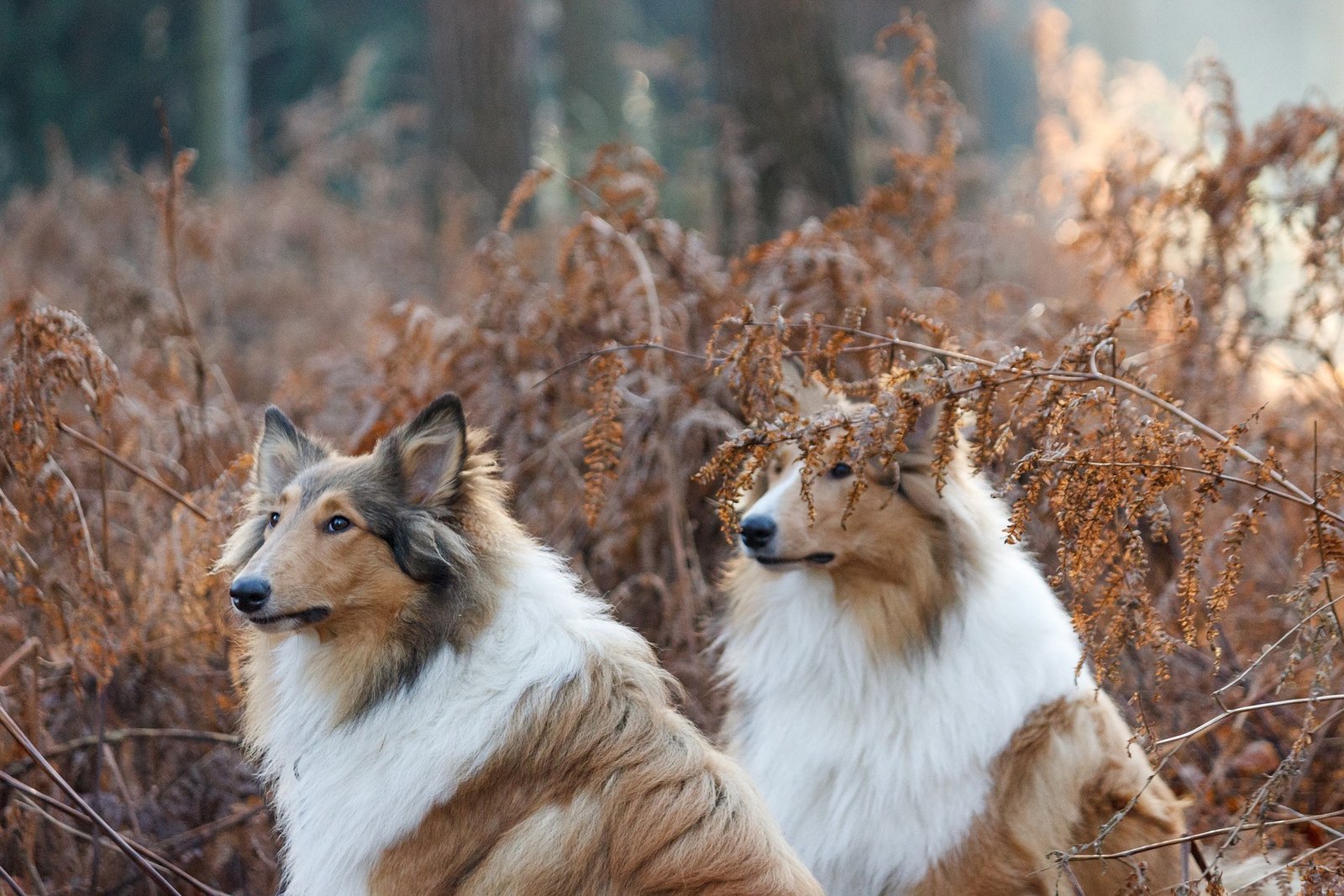 Hören hunde 7 mal lauter als Menschen?