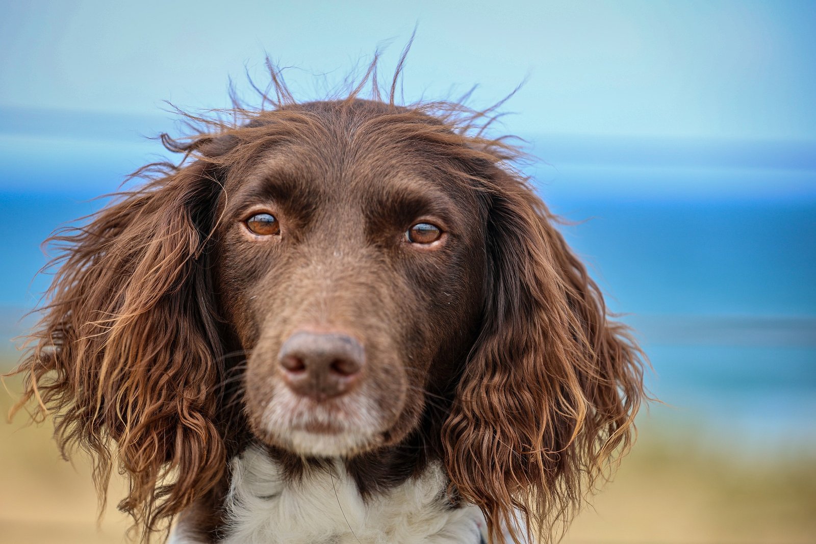 Hundeshampoo selber machen