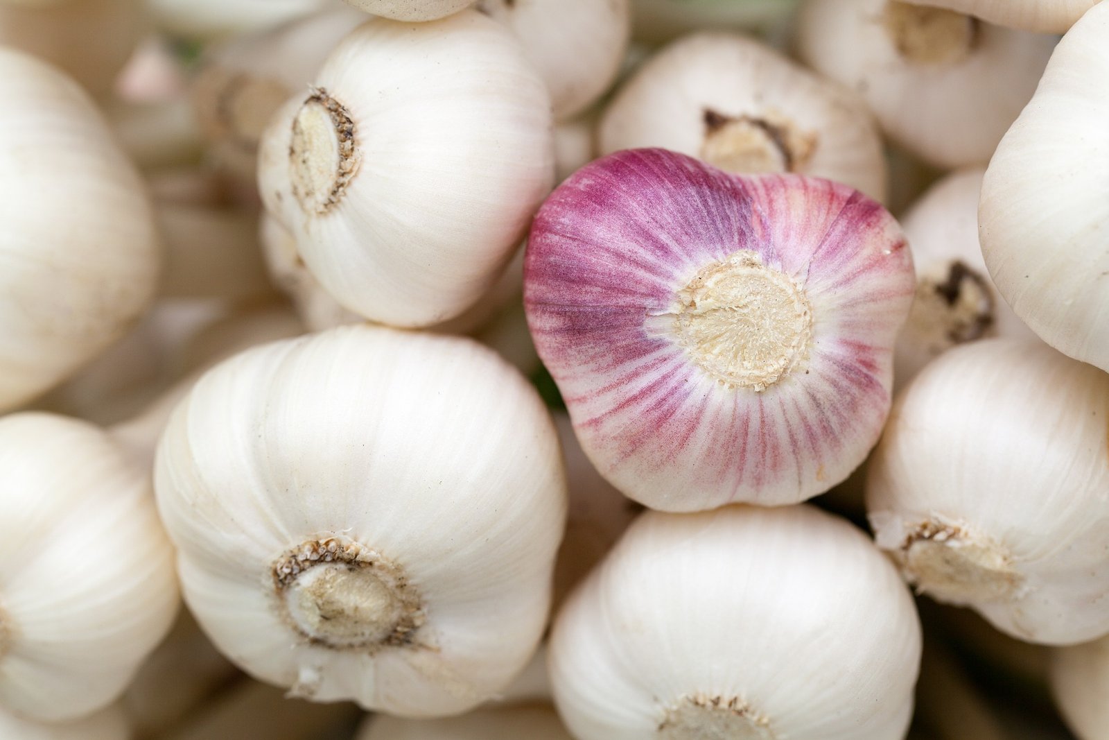 Dürfen Hunde Knoblauch essen