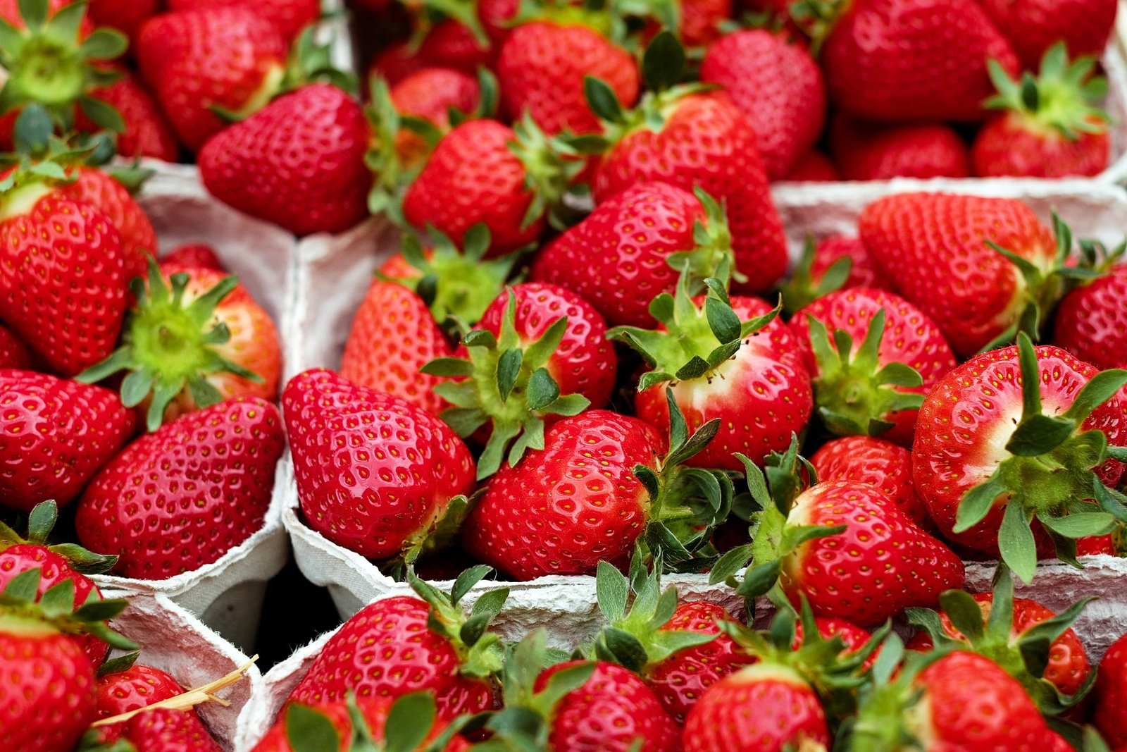 Dürfen Hunde Erdbeeren essen?