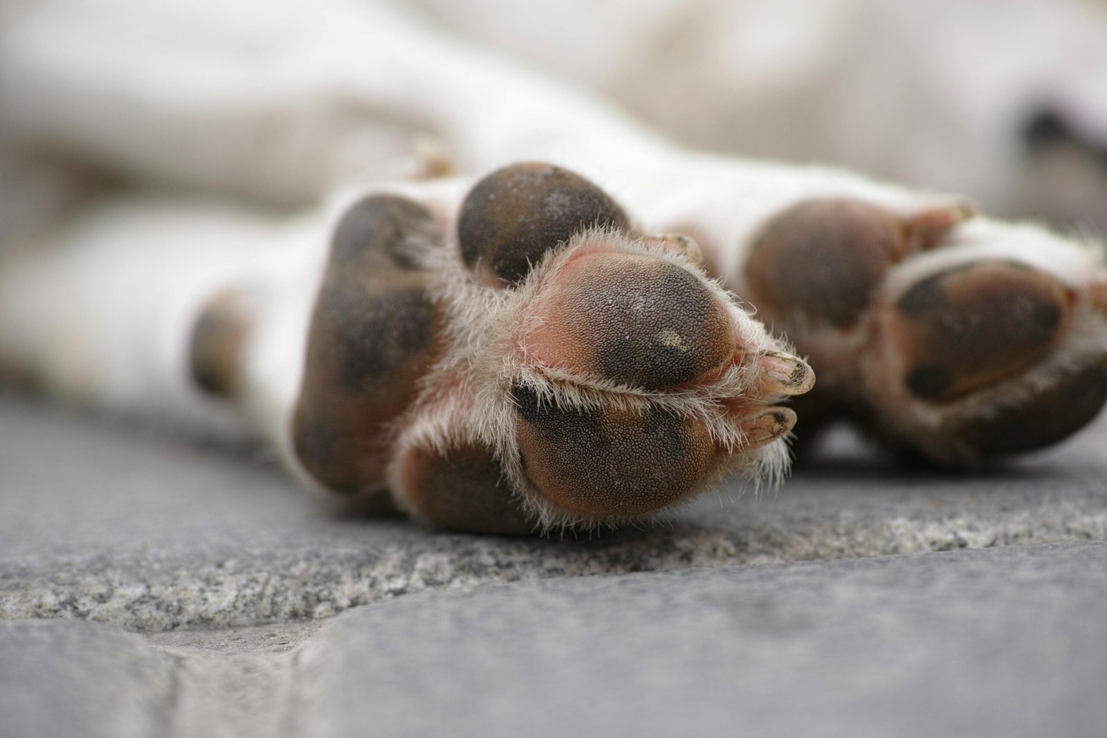 pfötchen reiniger hund