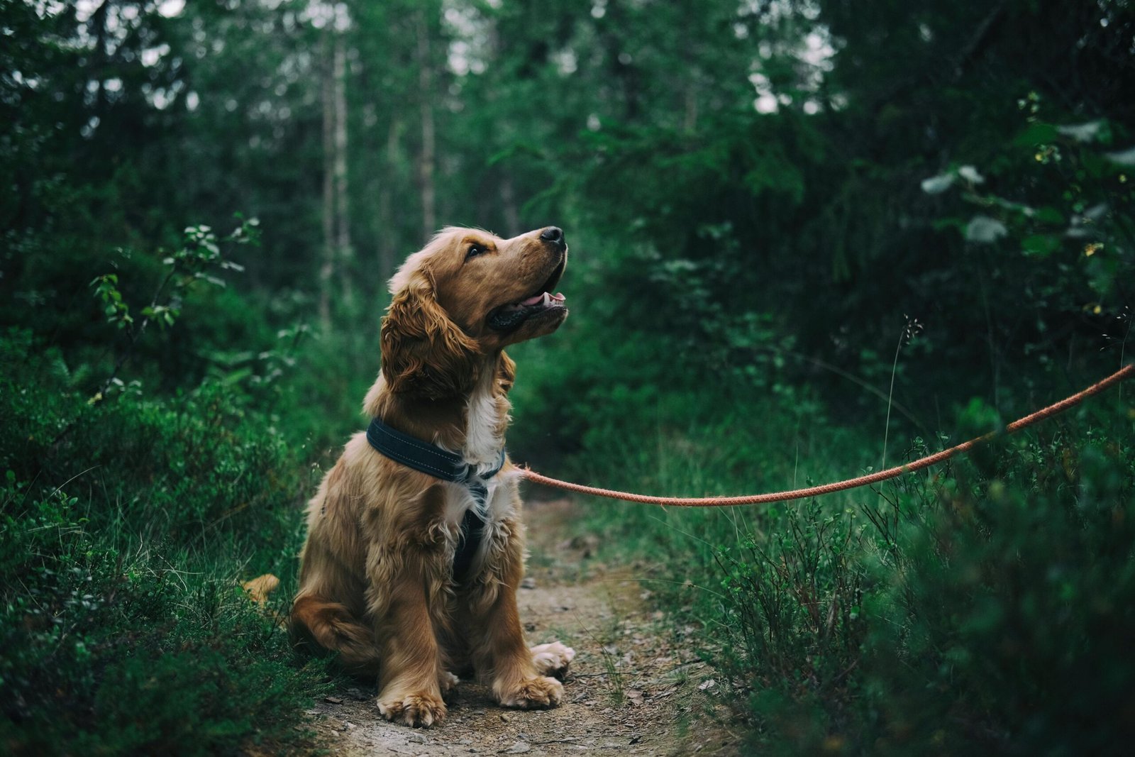 Darf der Vermieter Hund verbieten?