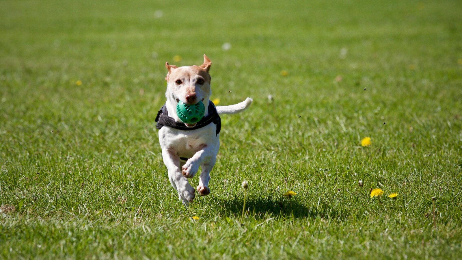 puls hund messen