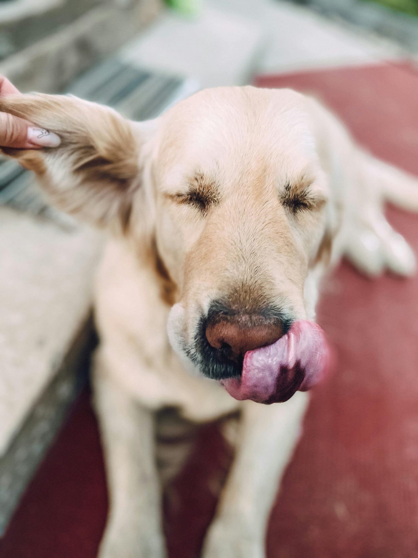 ohrenpflege hund hausmittel