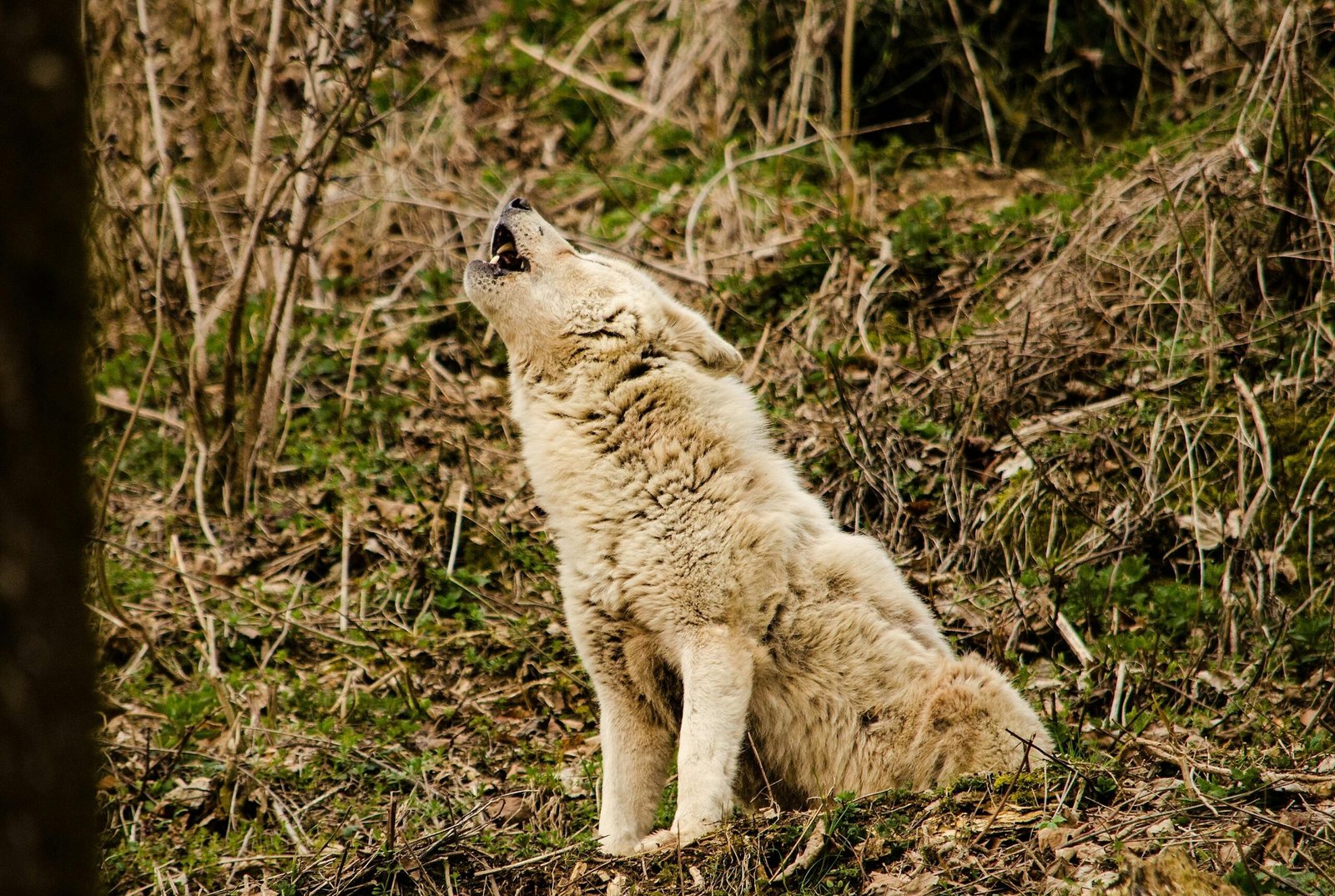 Hund jault wie ein Wolf