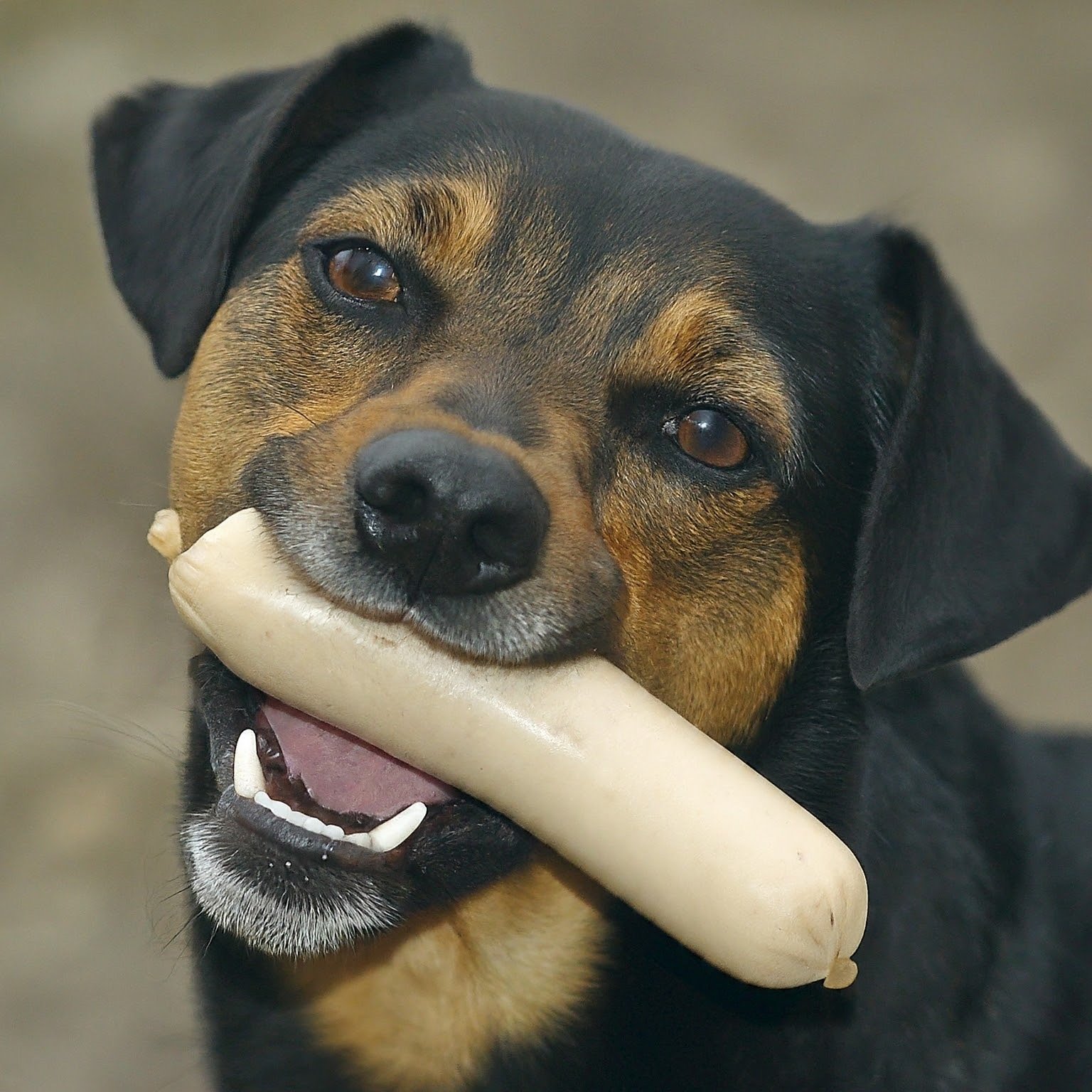 Dürfen Hunde Weißwürste essen?