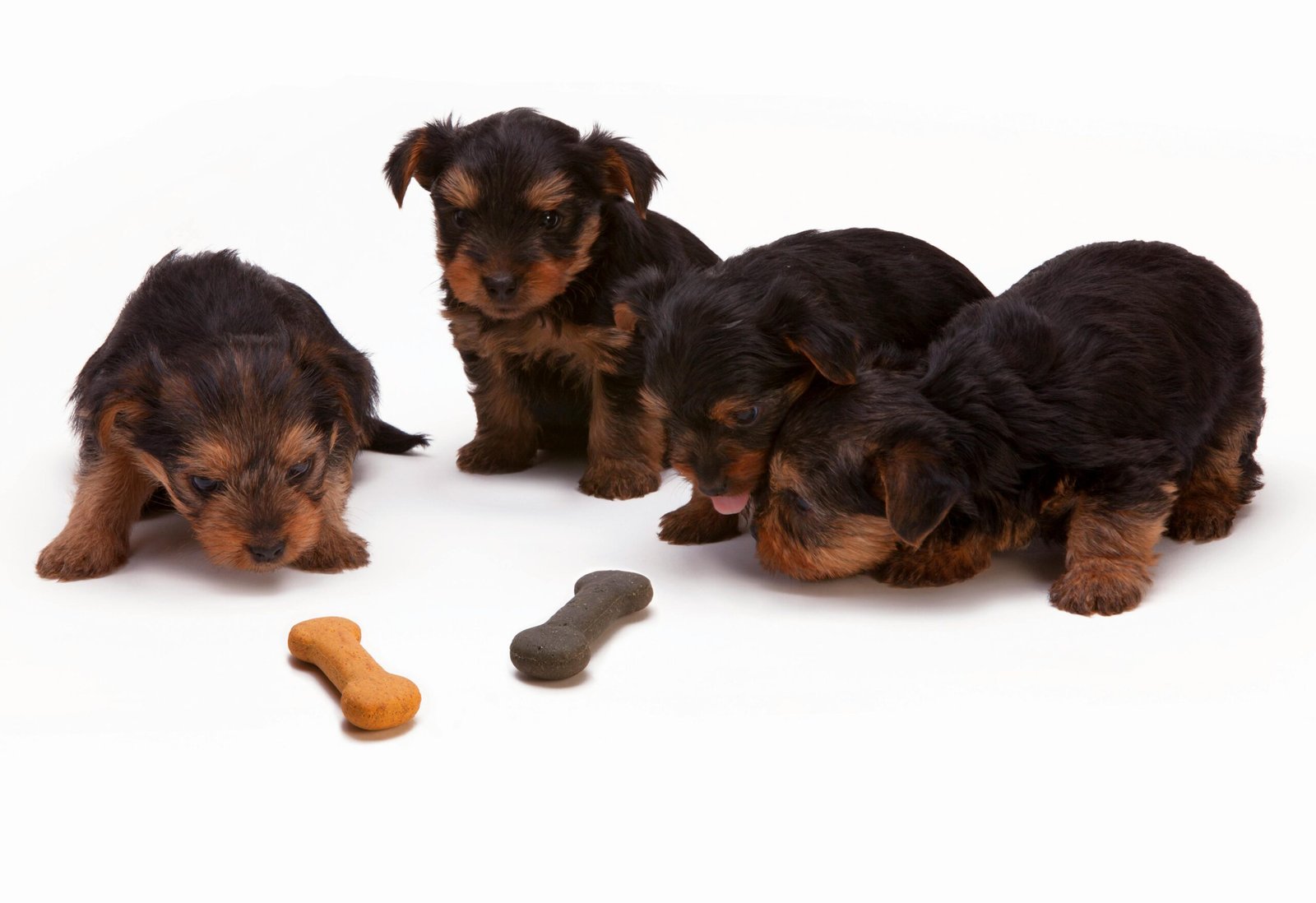 Können Hunde Knochen kauen?