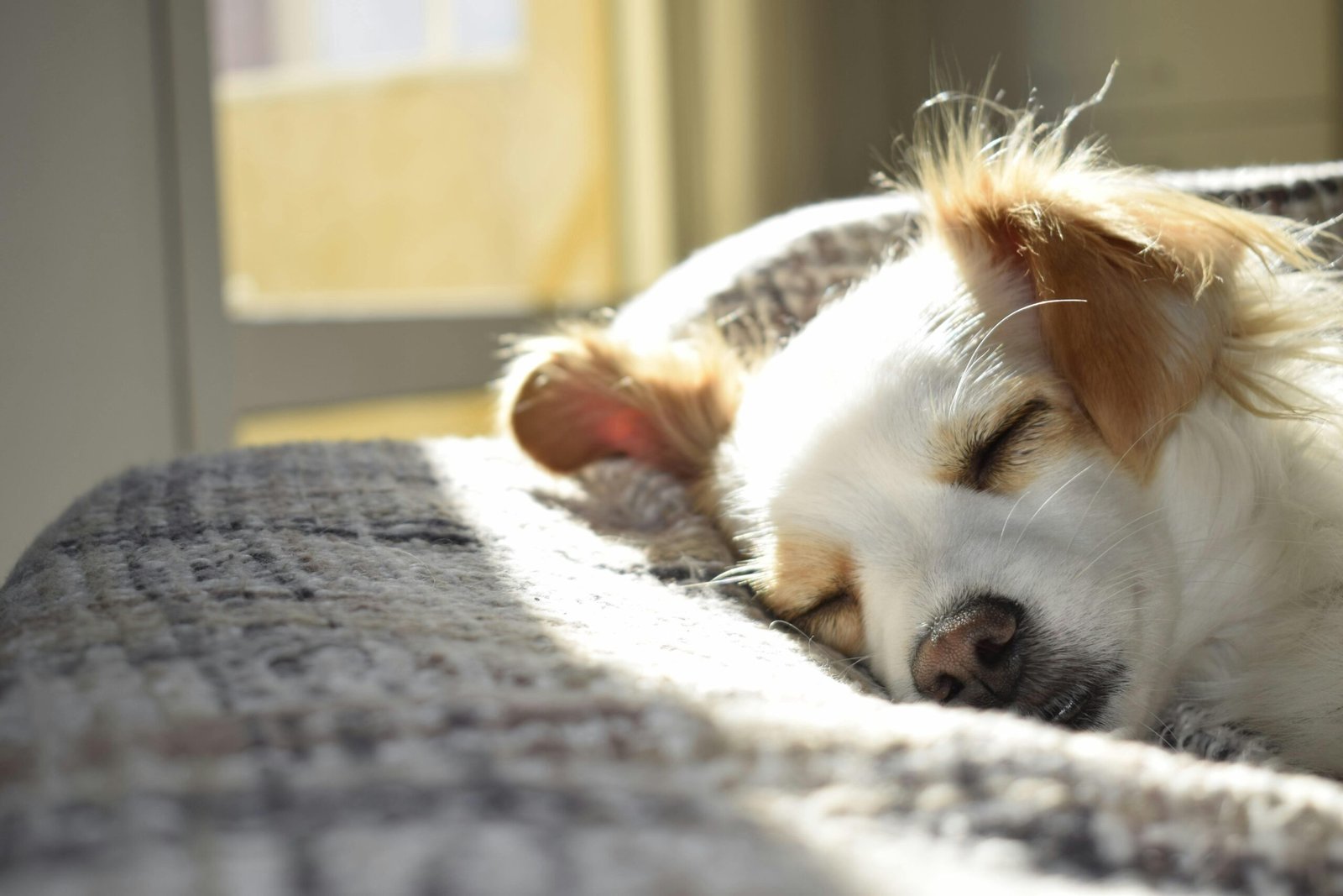 Hund bricht gelben Schaum