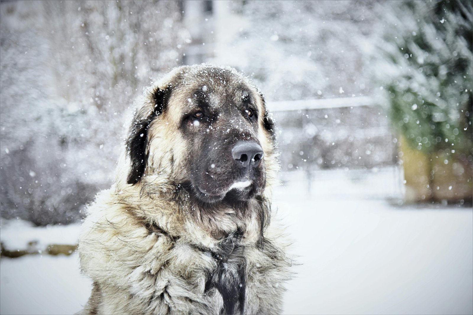 Kangal lebenserwartung