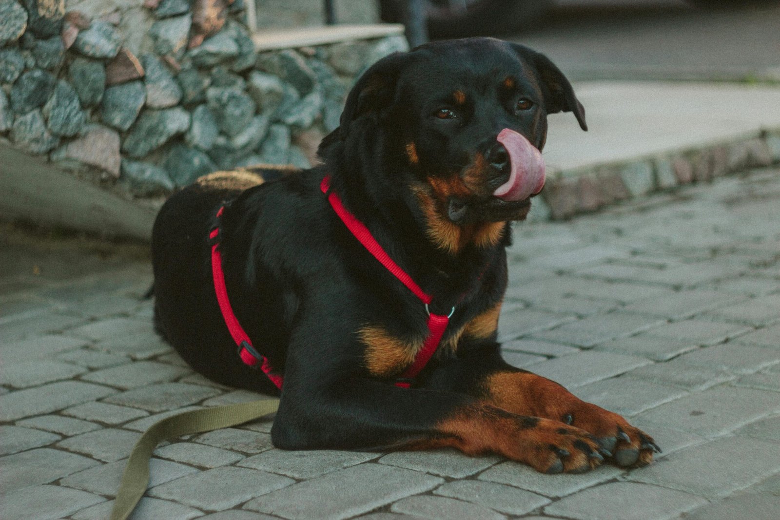 Maulkorb Rottweiler