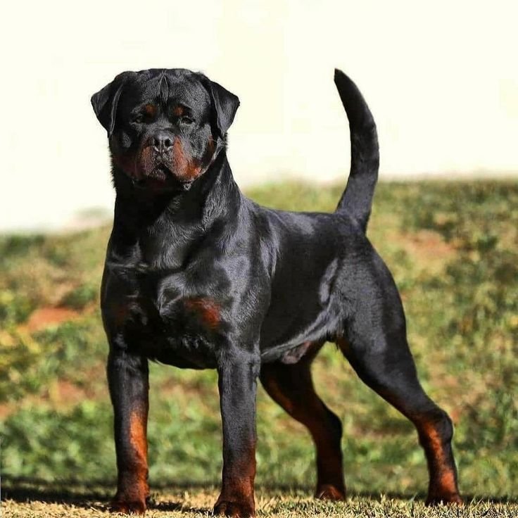 Welche rottweiler arten gibt es