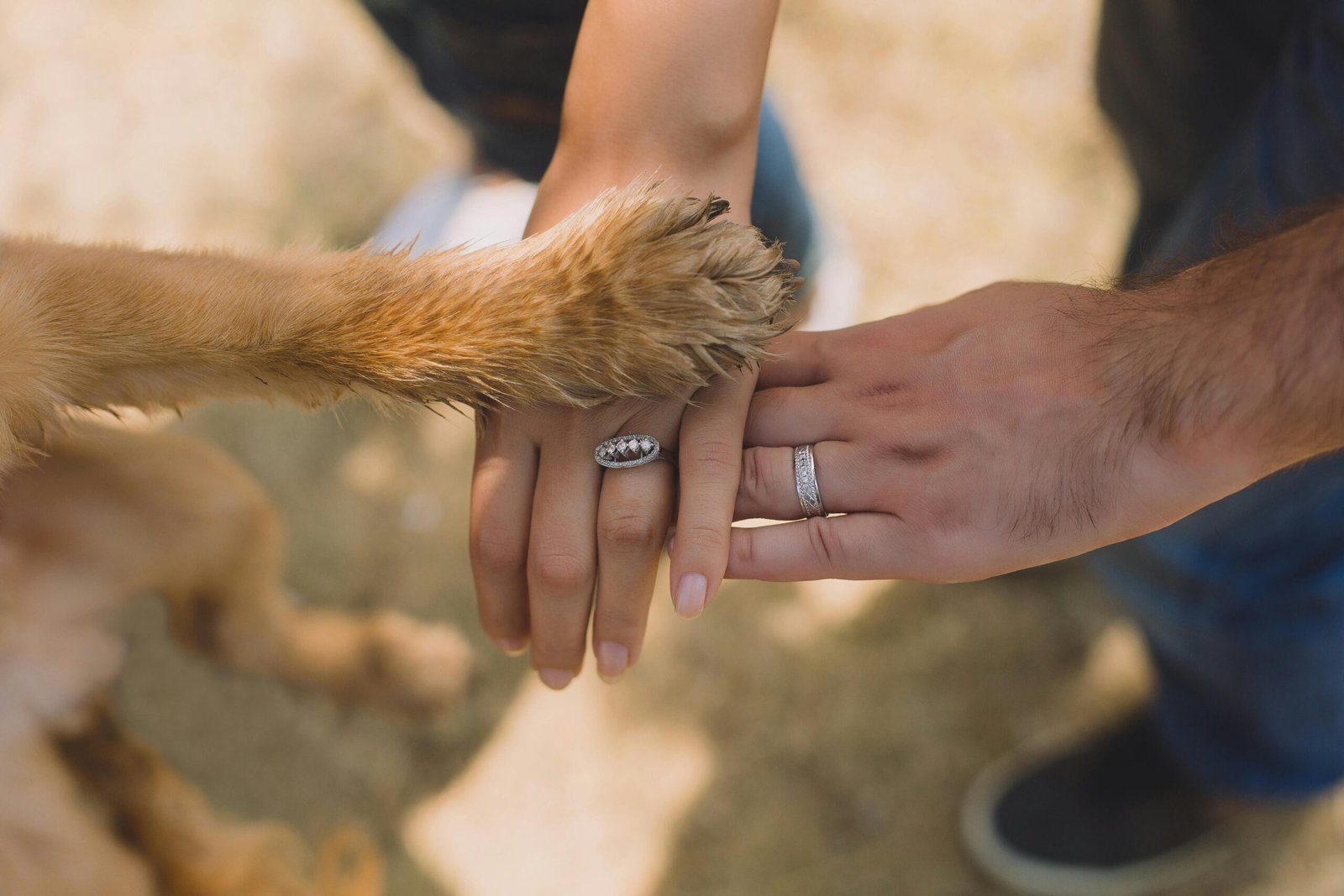 Pfotenpflege bei Hunden