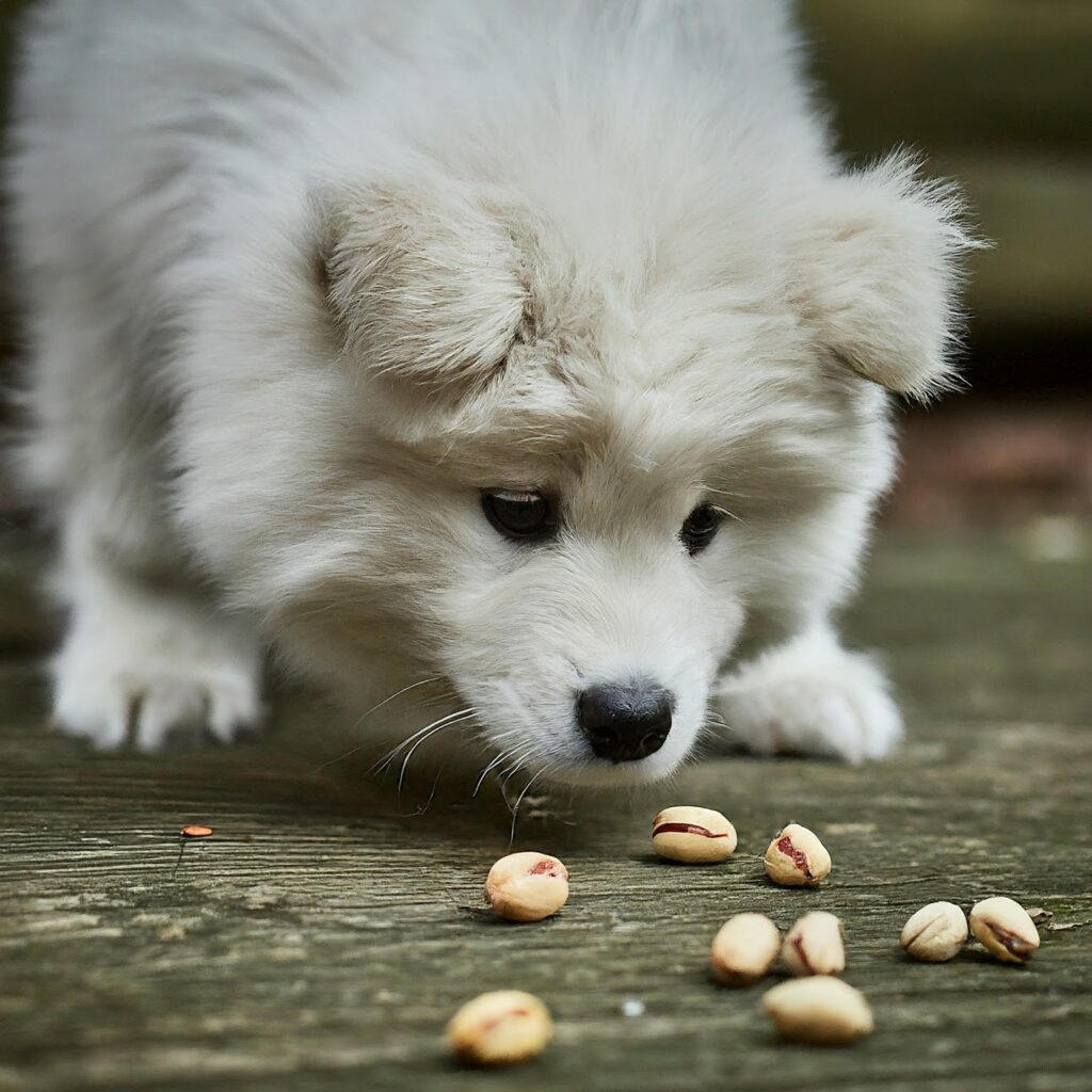 Ist es sicher für Hunde, Pistazien zu essen?