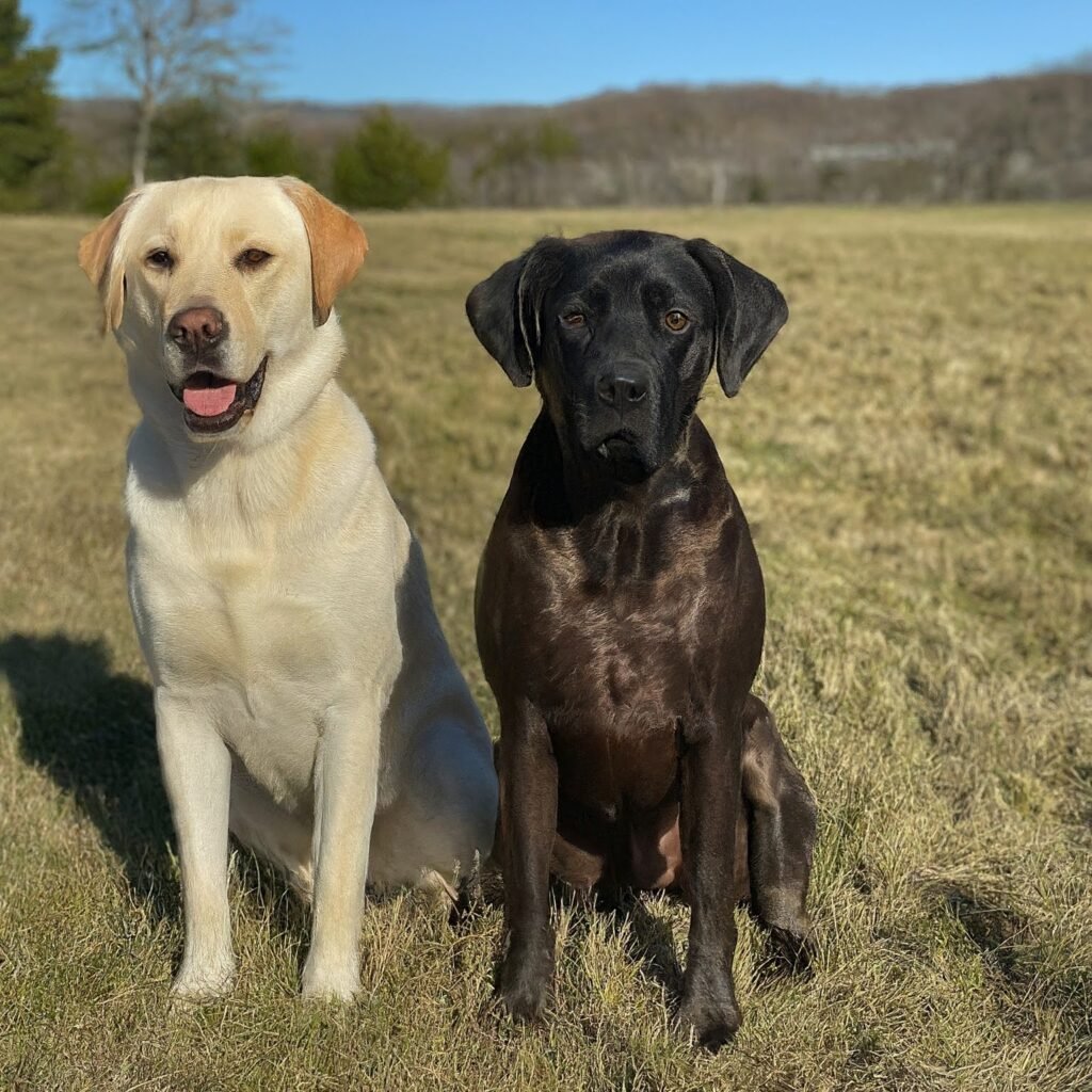 zweiter hund ja oder nein