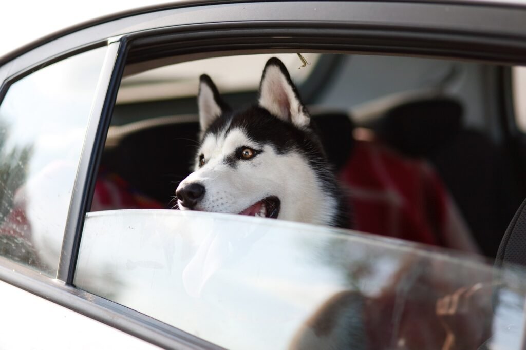 Urlaub mit Hund: Genieße gemeinsame Abenteuer und Erholung mit deinem Hund in den schönsten Urlaubsregionen.